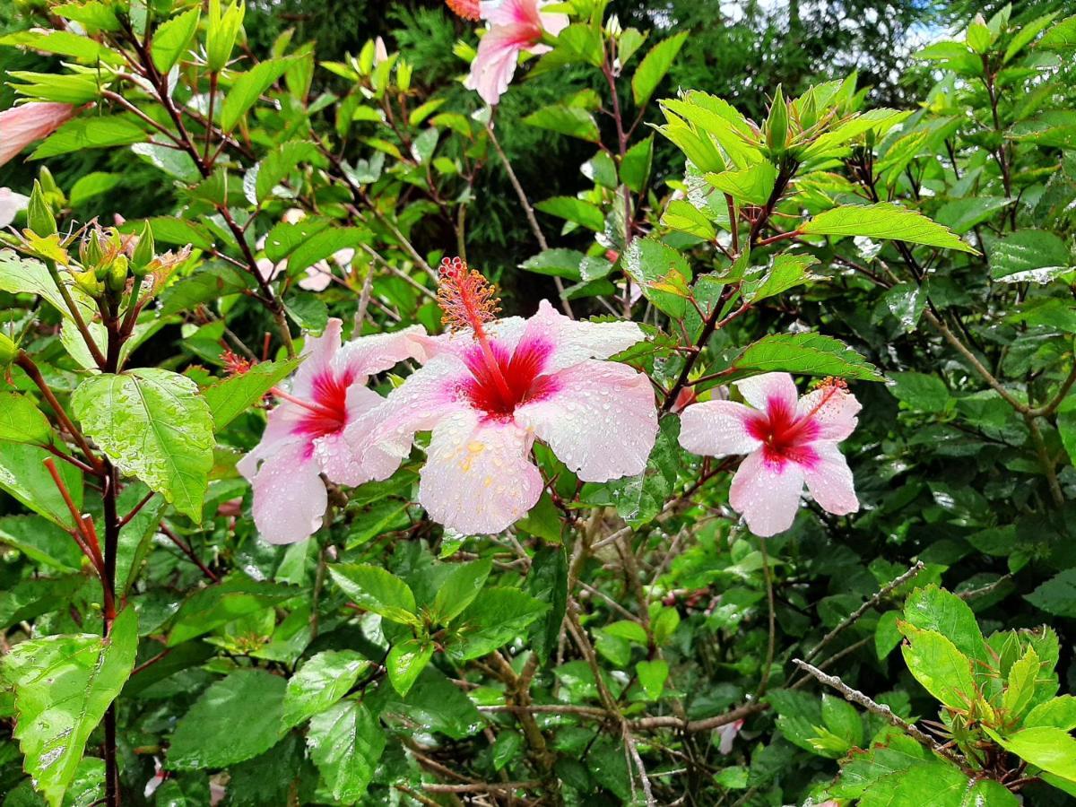 Quinta Das Primas Lomba  Ngoại thất bức ảnh